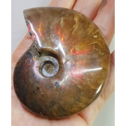 아프리카 붉은빛 암몰라이트