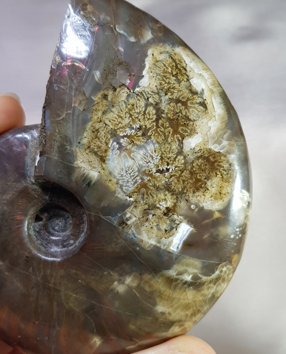 붉은 빛 오팔 암몰라이트화석