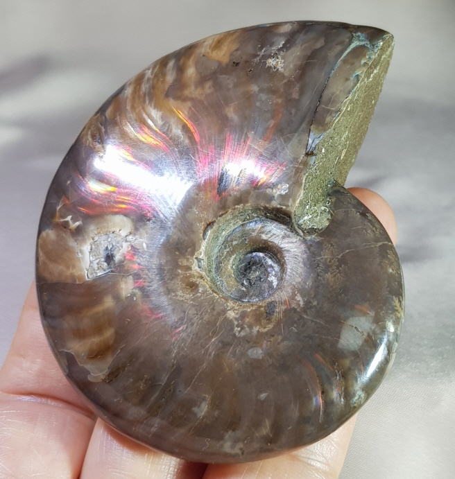 붉은 빛 오팔 암몰라이트화석