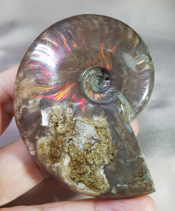 붉은 빛 오팔 암몰라이트화석