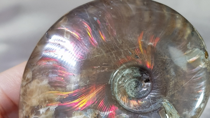 붉은 빛 오팔 암몰라이트화석