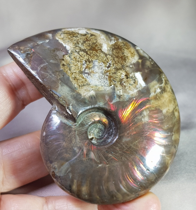 붉은 빛 오팔 암몰라이트화석