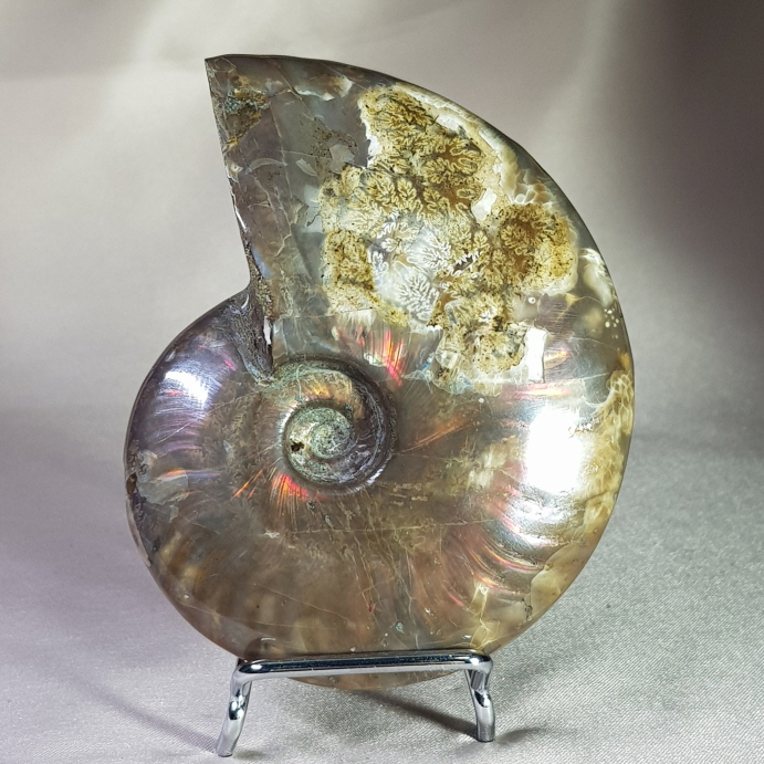 붉은 빛 오팔 암몰라이트화석