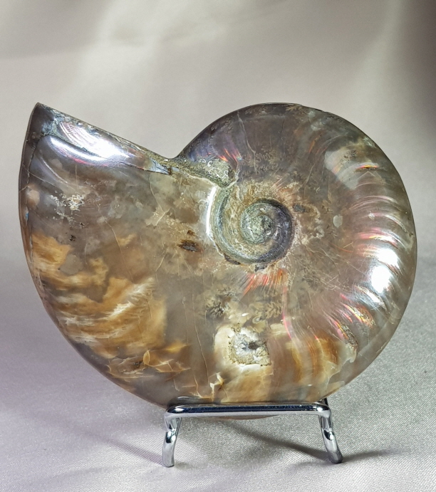 붉은 빛 오팔 암몰라이트화석