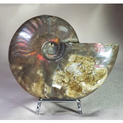 붉은 빛 오팔 암몰라이트화석