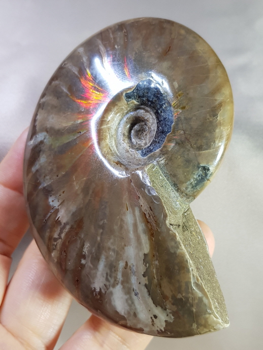 붉은빛 아름다운 화석 암몰라이트