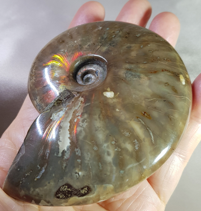 붉은빛 아름다운 화석 암몰라이트