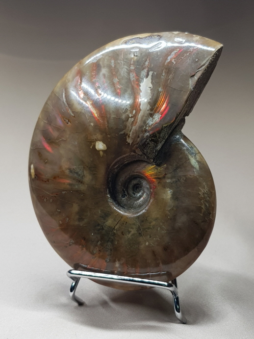 붉은빛 아름다운 화석 암몰라이트