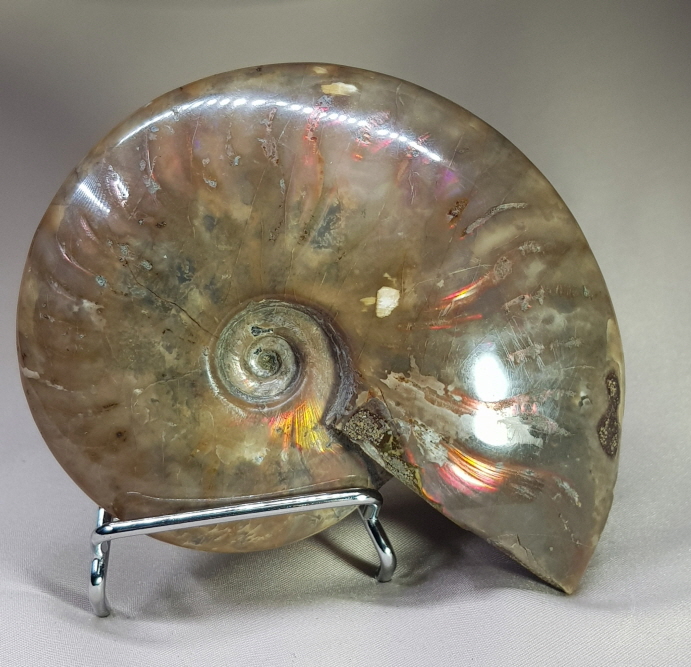 붉은빛 아름다운 화석 암몰라이트