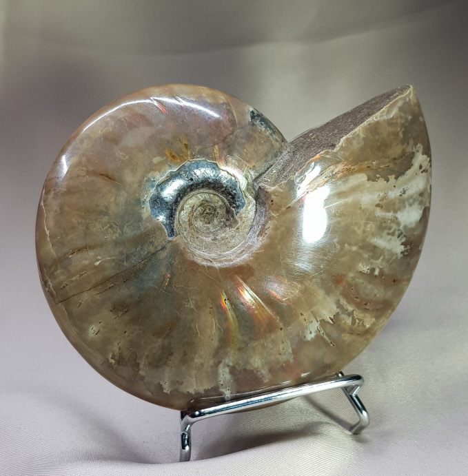 붉은빛 아름다운 화석 암몰라이트