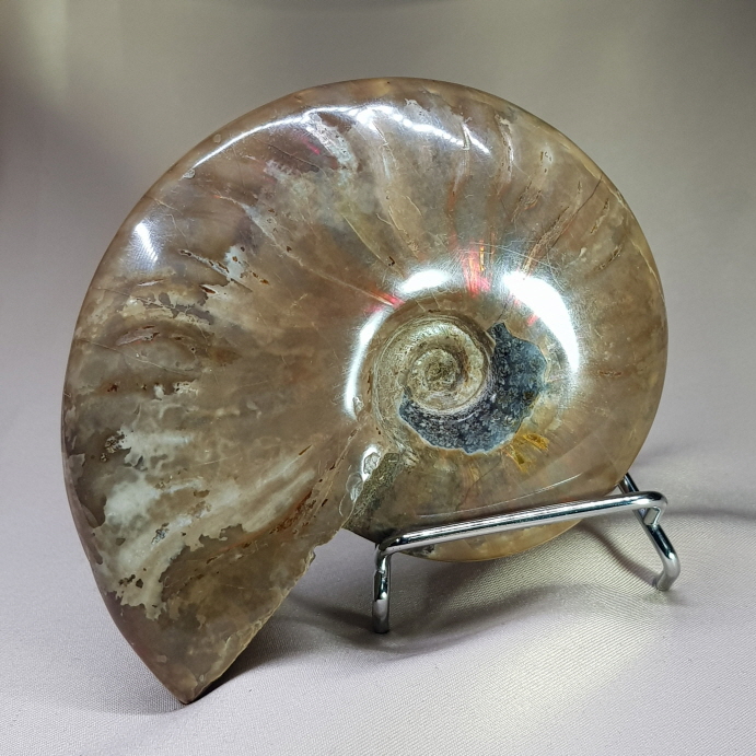 붉은빛 아름다운 화석 암몰라이트