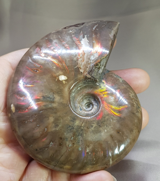 붉은빛 아름다운 화석 암몰라이트