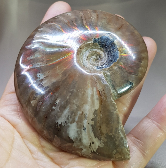 붉은빛 아름다운 화석 암몰라이트