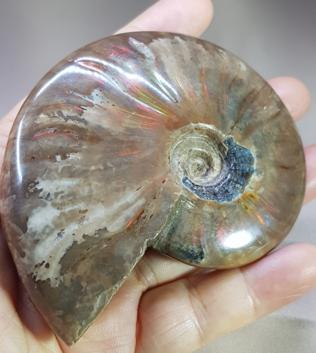 붉은빛 아름다운 화석 암몰라이트