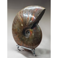 붉은빛 아름다운 화석 암몰라이트