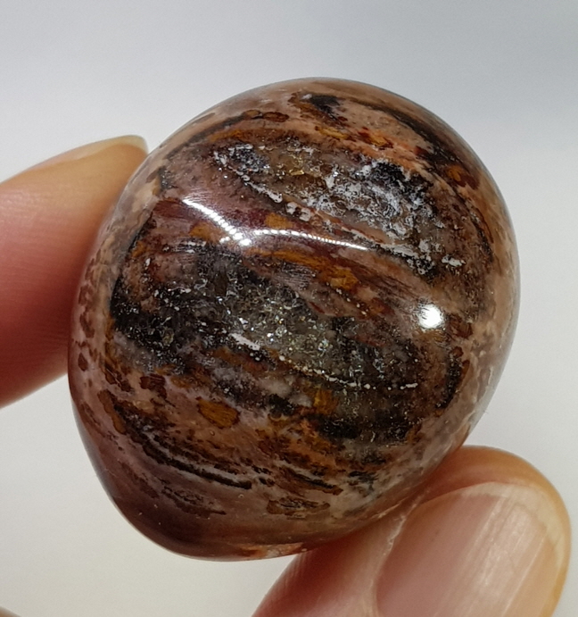 규화목(나무화석) 계란형