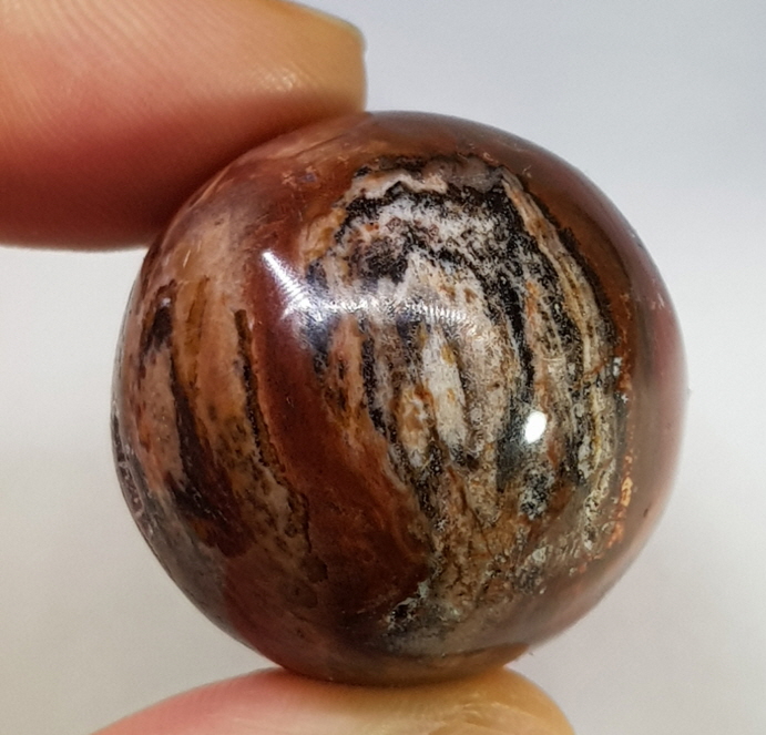 규화목(나무화석) 계란형