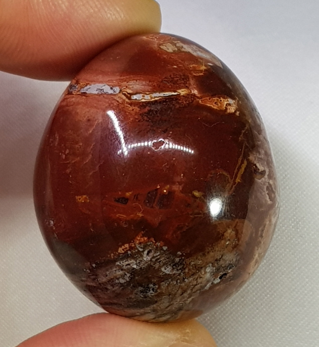 규화목(나무화석) 계란형