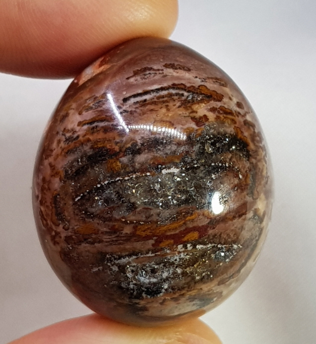 규화목(나무화석) 계란형