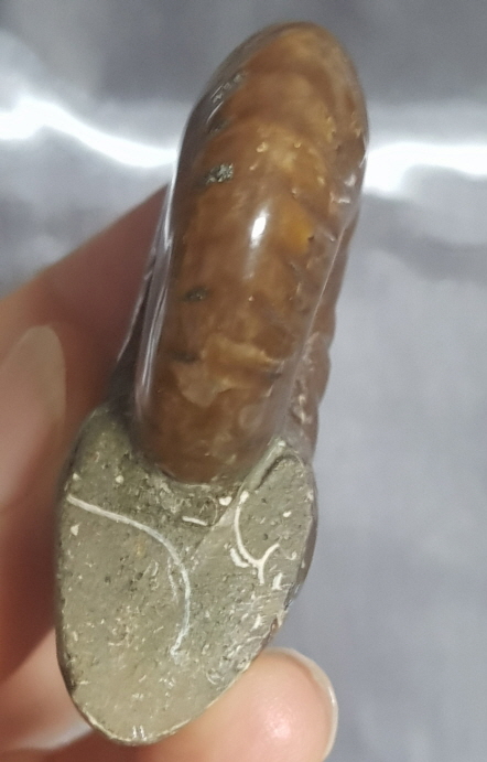 작은 암몰라이트화석