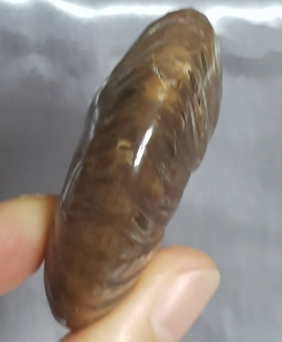 작은 암몰라이트화석