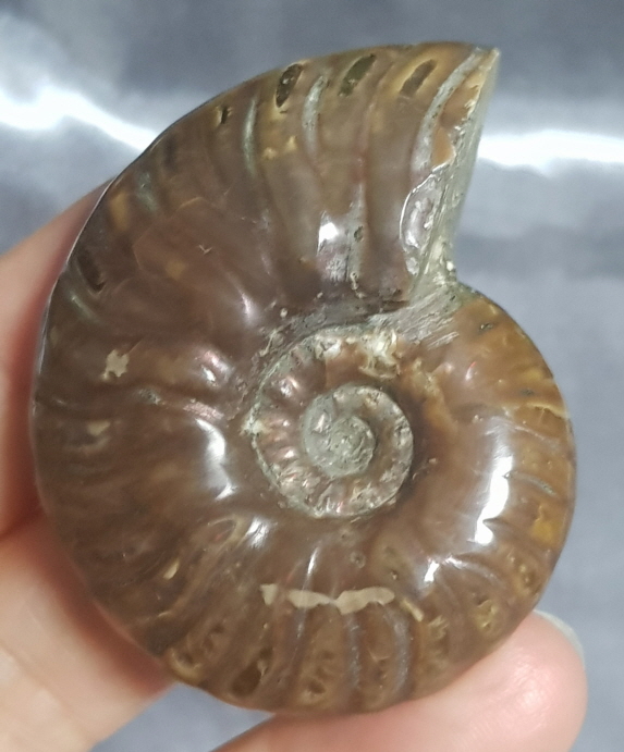 작은 암몰라이트화석