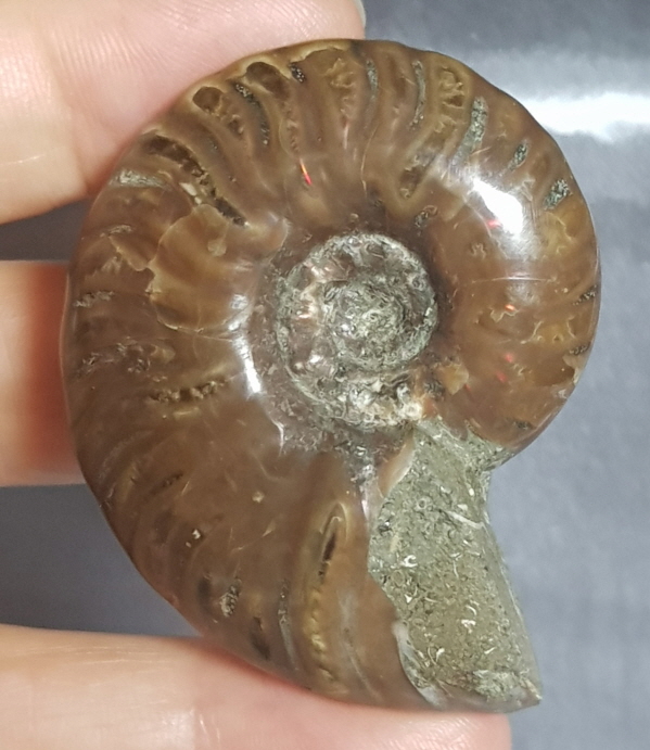 작은 암몰라이트화석