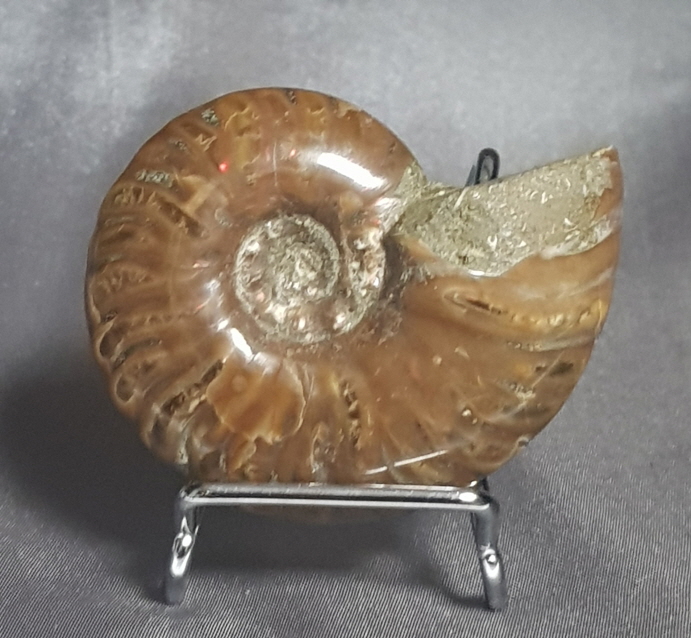 작은 암몰라이트화석