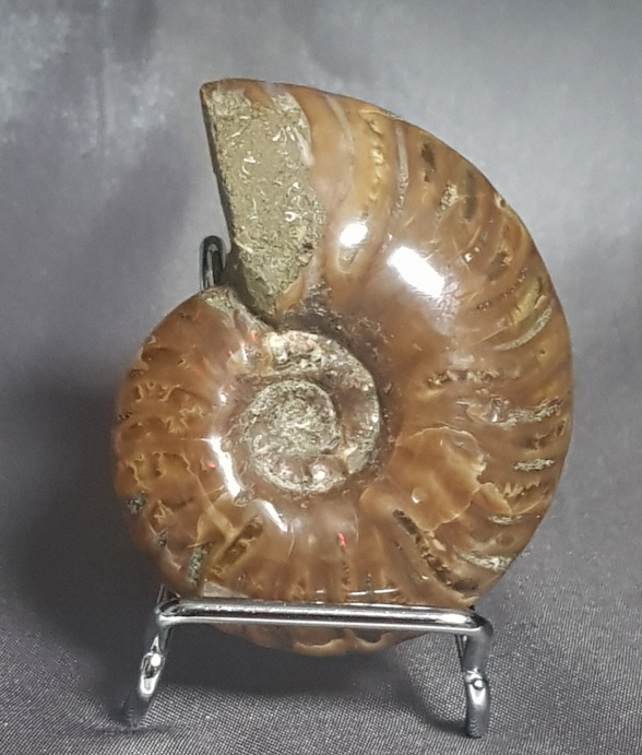 작은 암몰라이트화석