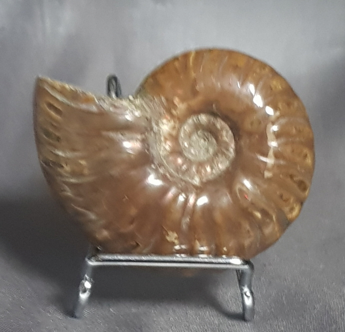 작은 암몰라이트화석