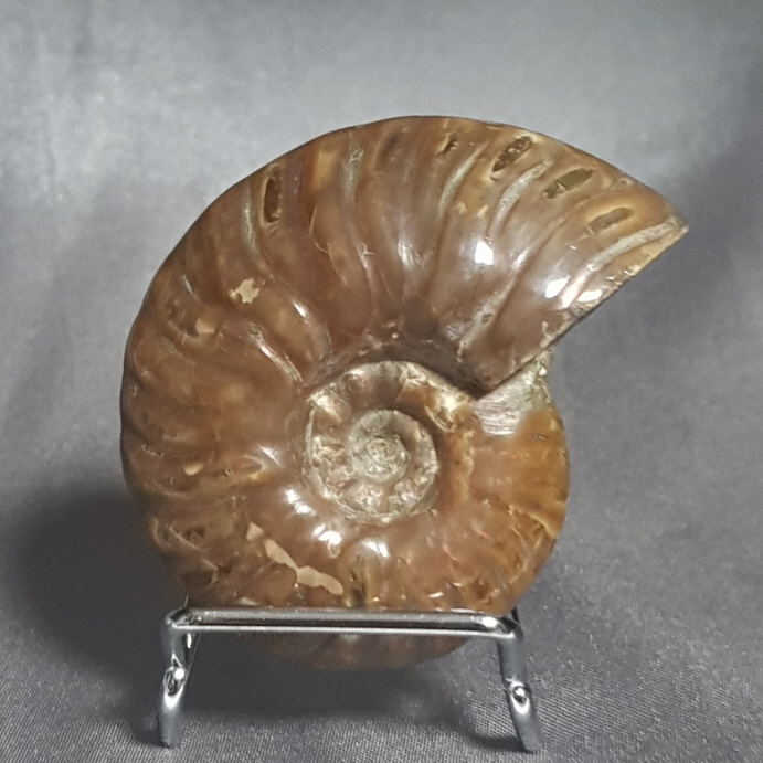 작은 암몰라이트화석