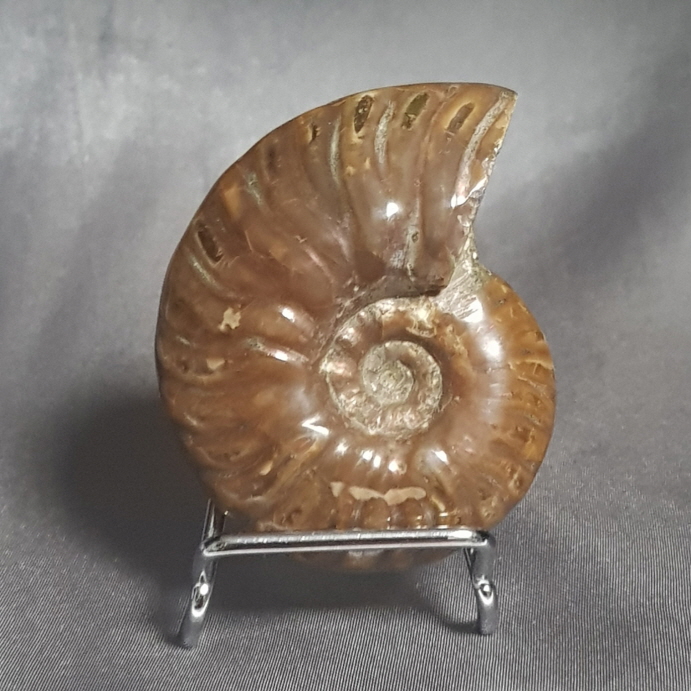 작은 암몰라이트화석