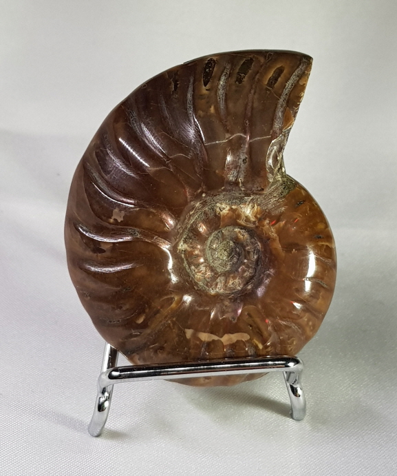 작은 암몰라이트화석