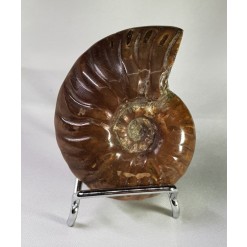 작은 암몰라이트화석