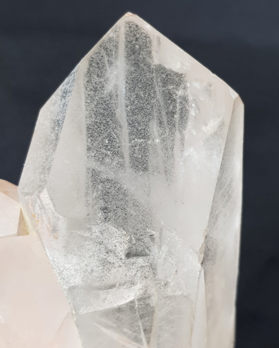 핑크 레무리아 시드 클러스터