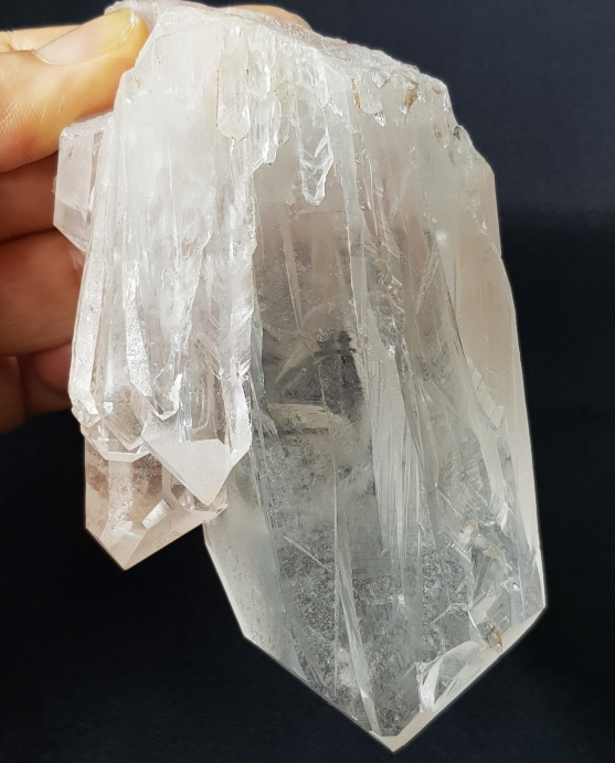 핑크 레무리아 시드 클러스터