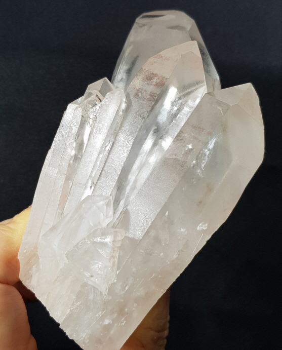 핑크 레무리아 시드 클러스터