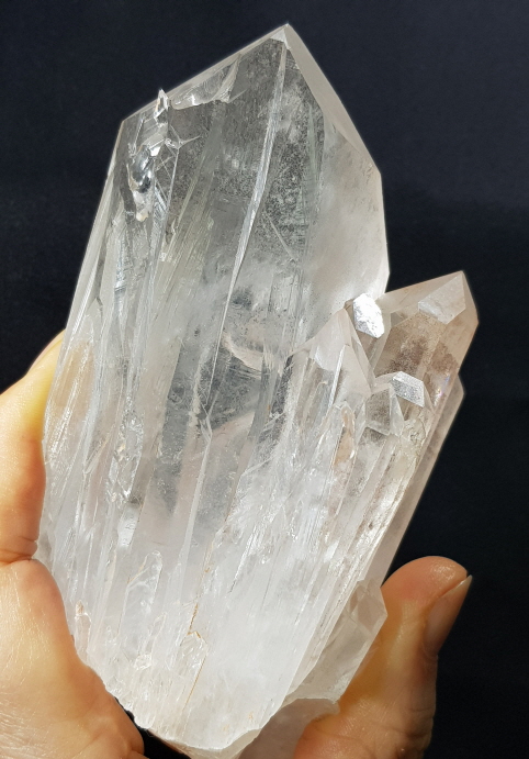 핑크 레무리아 시드 클러스터