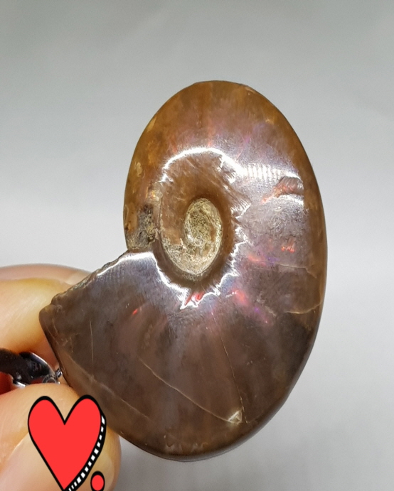 암몰라이트 화석 펜던트