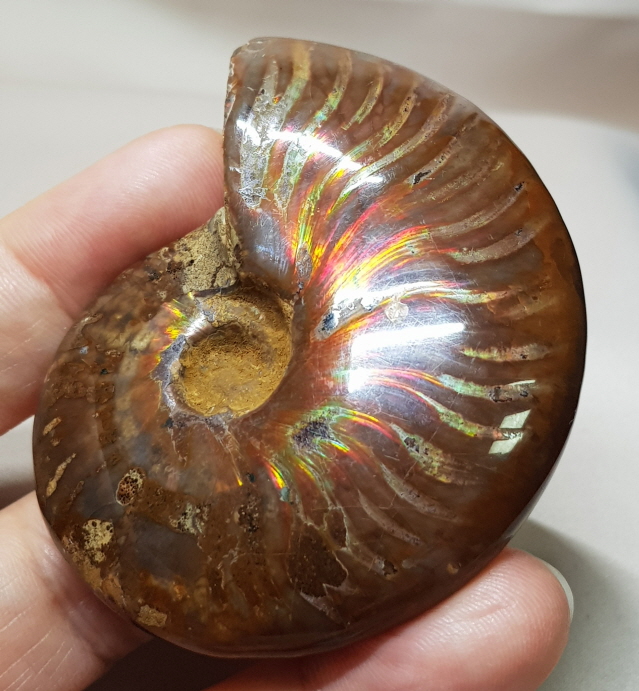 암몰라이트(오팔암모나이트)