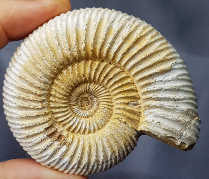 화이트 암모나이트 화석