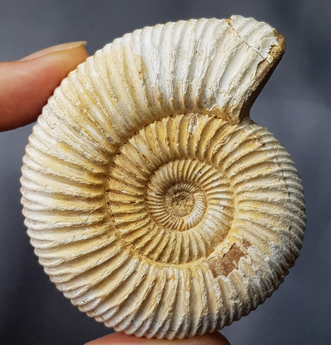 화이트 암모나이트 화석