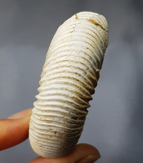 화이트 암모나이트 화석