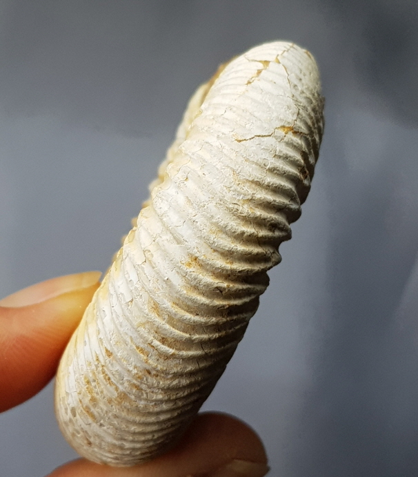 화이트 암모나이트 화석