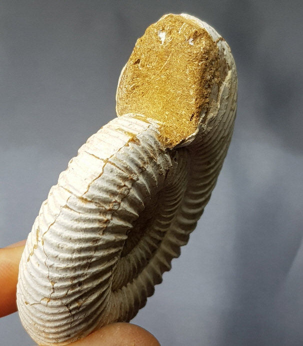 화이트 암모나이트 화석