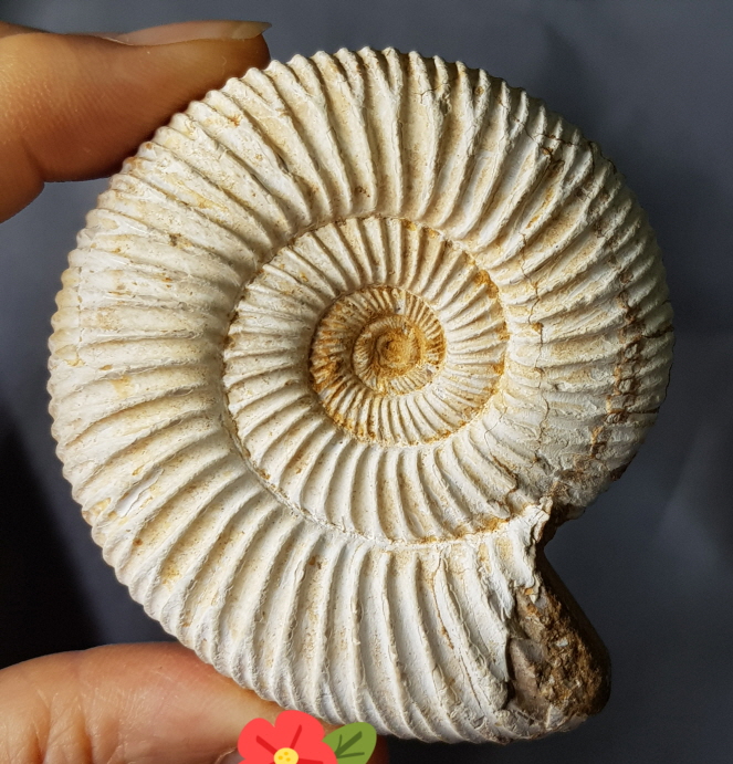 화이트 암모나이트 화석