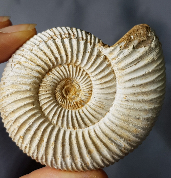 화이트 암모나이트 화석