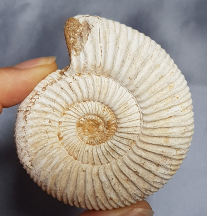 화이트 암모나이트 화석