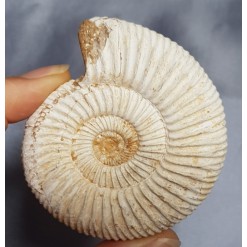 화이트 암모나이트 화석