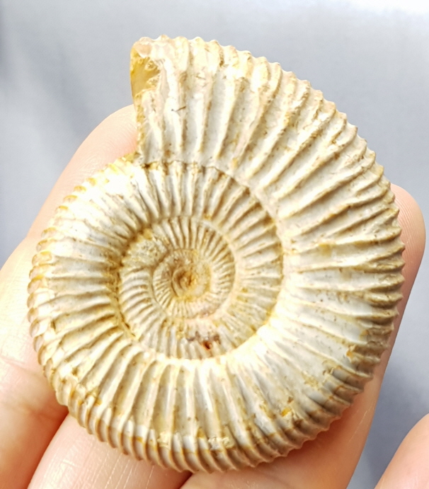 화이트 암모나이트